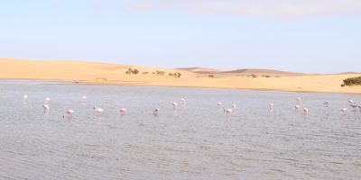 flamingos, walvisbay, namibia