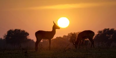 puku, antelope, wildlife, zambia, africa, mammal, nature, animal, sunset, sun