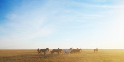 steppe, horse, sky, nature, horses, kazakhstan, landscape, clouds, sunset