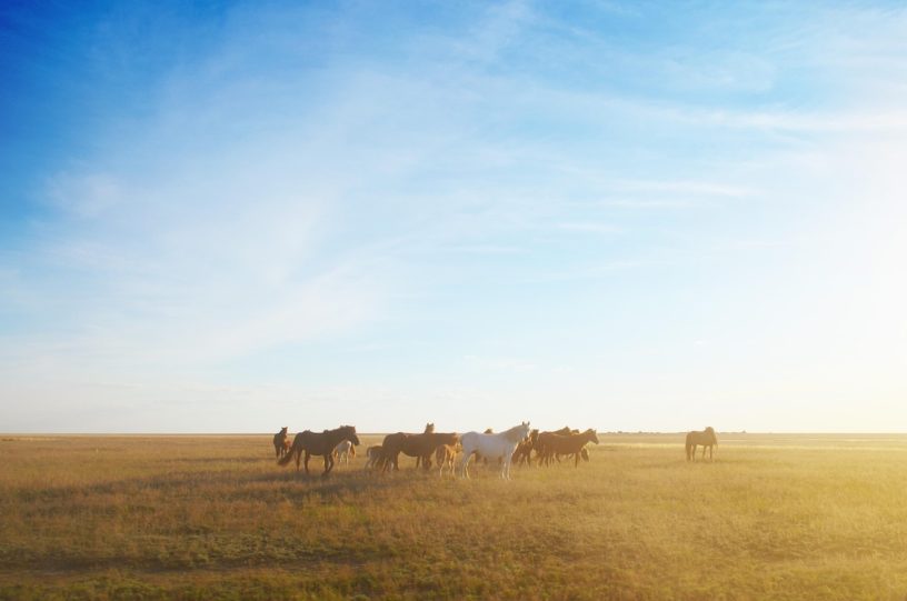 steppe, horse, sky, nature, horses, kazakhstan, landscape, clouds, sunset